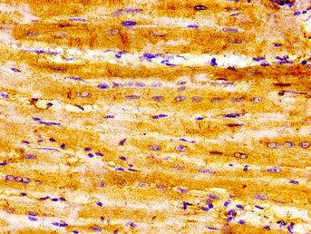 SEMA3A Antibody