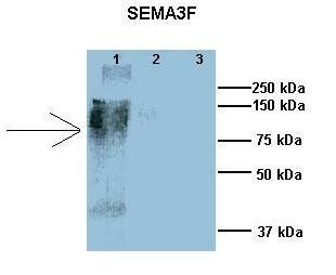 Sema3f antibody