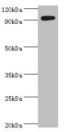 SEMA4C Antibody