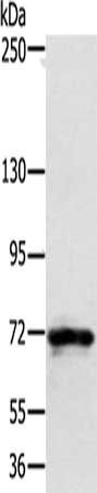 SEMA7A Antibody