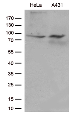 SEMA4D Antibody