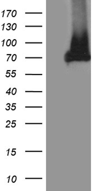 SEMA4D Antibody