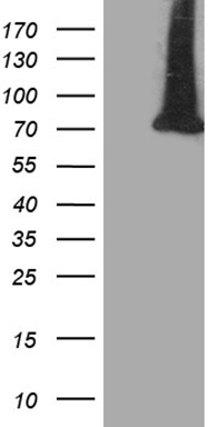 SEMA4D Antibody