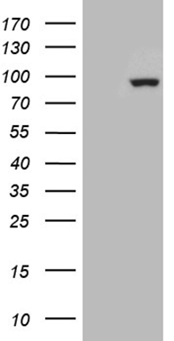 SEMA4D Antibody