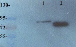 SEMA3A antibody