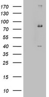 SEN1 Antibody
