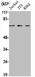SENP1 Antibody