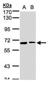SENP2 antibody [N1], N-term