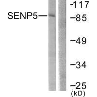 SENP5 antibody