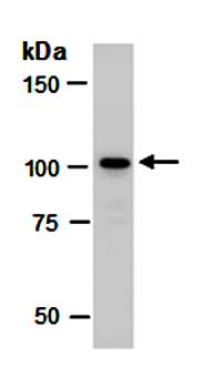 SENP5 (N) Antibody, Rabbit Polyclonal