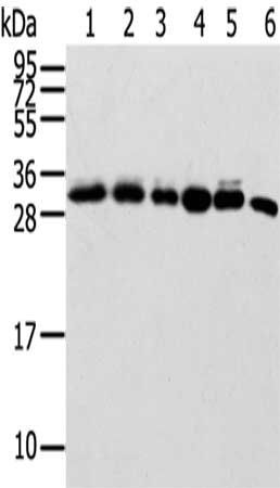 SENP8 antibody