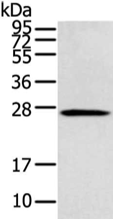 SENP8 antibody