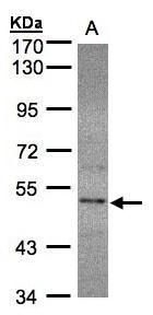 SEPHS2 antibody