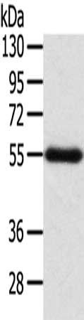 SEPN1 antibody