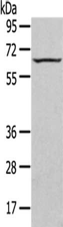 SEPN1 antibody