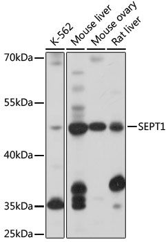 SEPT1 antibody