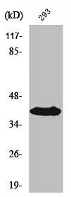SEPT3 Antibody