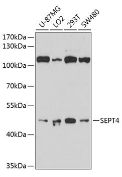 SEPT4 antibody