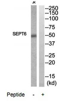 SEPT6 Antibody