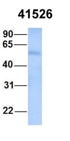 SEPT9 antibody