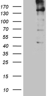 SEP3 Antibody
