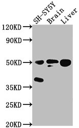 SEPT11 Antibody