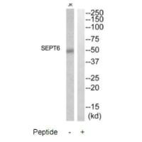 Septin-6 antibody