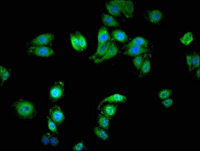 SERINC1 Antibody