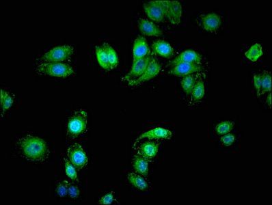 SERINC1 antibody