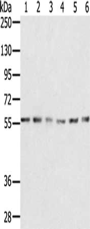 SERINC2 Antibody