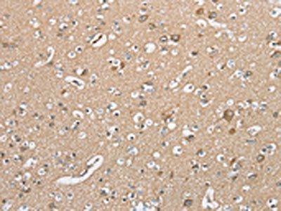 SERINC3 Antibody