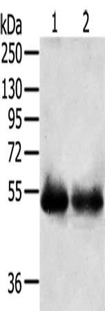 SERINC3 antibody