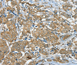 SERINC3 antibody