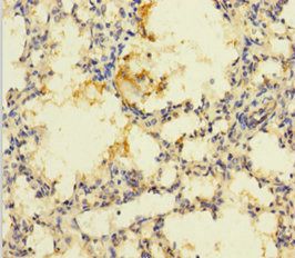 PRSS23 Antibody