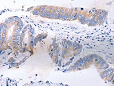 SERP1 antibody