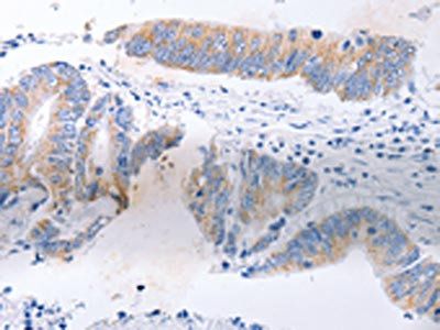 SERP1 Antibody