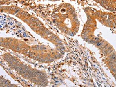 SERP1 Antibody