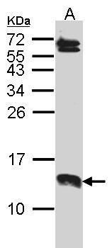 SERP1/2 antibody