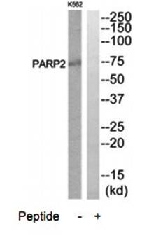 PARP2 Antibody