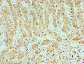 SERPINA10 Antibody