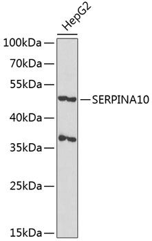 SERPINA10 antibody