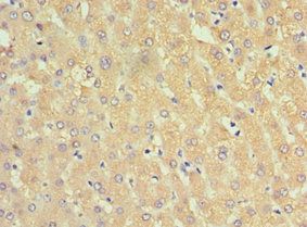 SERPINA3 Antibody