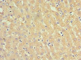 SERPINA3 antibody