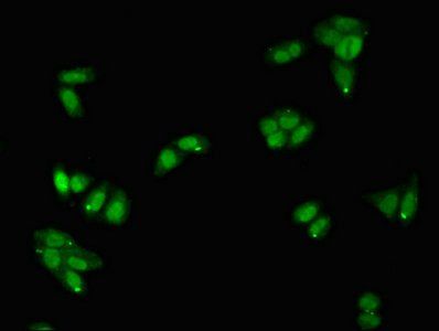 SERPINA5 antibody