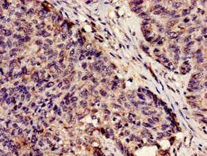 SERPINA5 Antibody