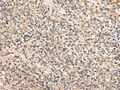 SERPINA7 Antibody