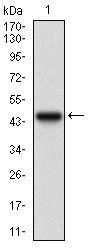 SERPINA7 Antibody