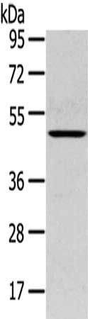 SERPINB11 antibody