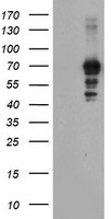 SERPINB13 Antibody