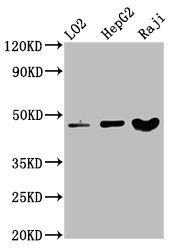 SERPINB2 antibody